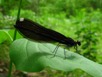 Calopteryx maculata