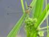 Lestes dryas