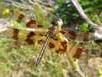 Celithemis eponina