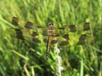 Celithemis eponina