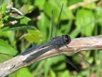 Perithemis tenera