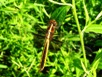 Libellula luctuosa