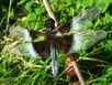 Libellula luctuosa