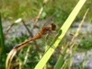 Sympetrum vicinum