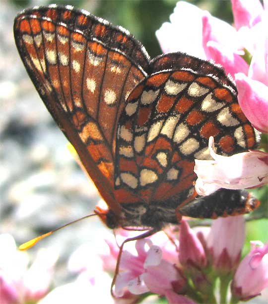 Edith's Checkerspot, EUPHYDRYAS EDITHA