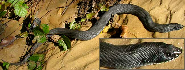 Eastern Hognose Snake, HETERODON PLATYRHINOS