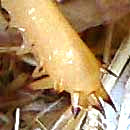 Jerusalem Cricket,  AMMOPELMATUS {STENOPELMATUS} FUSCUS, spines on back leg