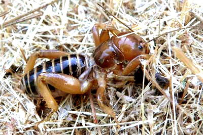 Jerusalem Cricket,  AMMOPELMATUS {STENOPELMATUS} FUSCUS