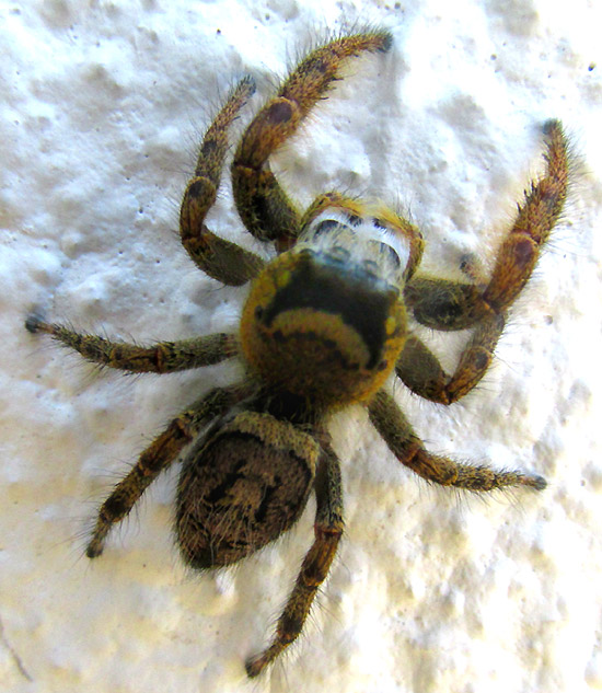 Jumping Spider, PHIDIPPUS ARIZONENSIS, from above, looking upward