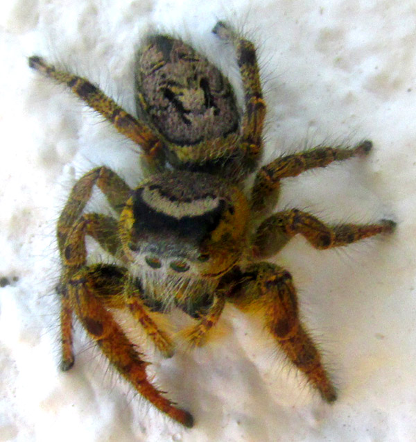 Jumping Spider, PHIDIPPUS ARIZONENSIS