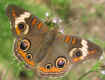 Junonia coenia