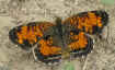 Phyciodes tharos