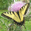 Papilio glaucus