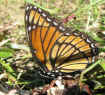 Limenitis archippus