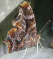 Polygonia comma