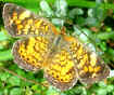 Phyciodes tharos