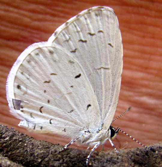 Summer Azure, CELASTRINA NEGLECTA