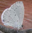 Celastrina neglecta