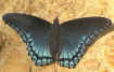 Limenitis arthemis astyanax