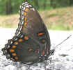 Limenitis arthemis 