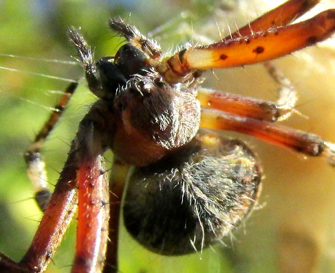 Western Spotted Orbweaver, NEOSCONA OAXACENSIS, Mexican uplands, frontal view