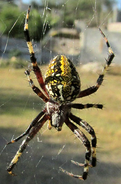 Western Spotted Orbweaver, NEOSCONA OAXACENSIS, Mexican uplands, dorsal view