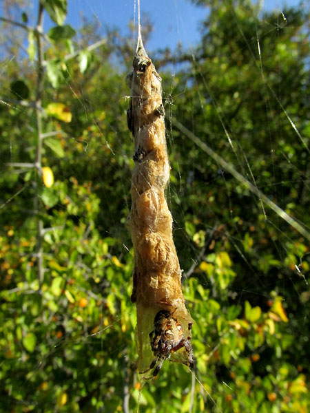 Western Spotted Orbweaver, NEOSCONA OAXACENSIS, Mexican uplands, bags of stored food in web