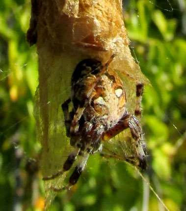 Western Spotted Orbweaver, NEOSCONA OAXACENSIS, Mexican uplands, spider sheltering at bottom of bags of stored food in web
