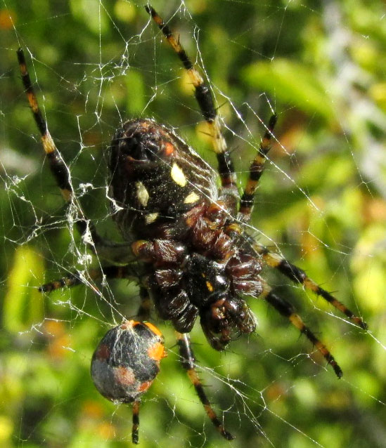 Western Spotted Orbweaver, NEOSCONA OAXACENSIS, Mexican uplands, ventral view
