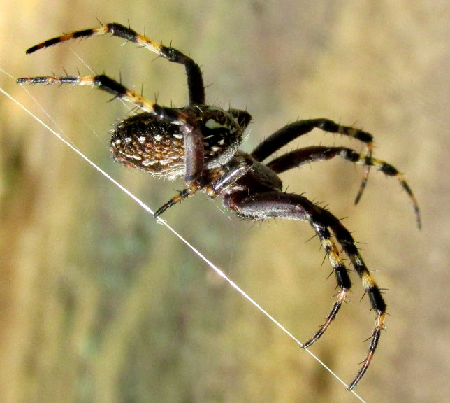 Western Spotted Orbweaver, NEOSCONA OAXACENSIS, Mexican uplands, side view