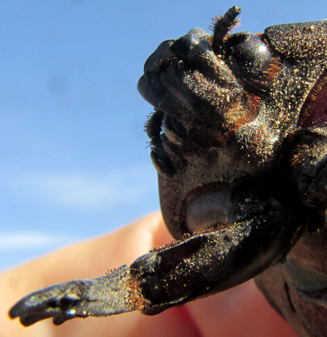 Ox Beetle, STRATEGUS ALOEUS, head from below and flat legs