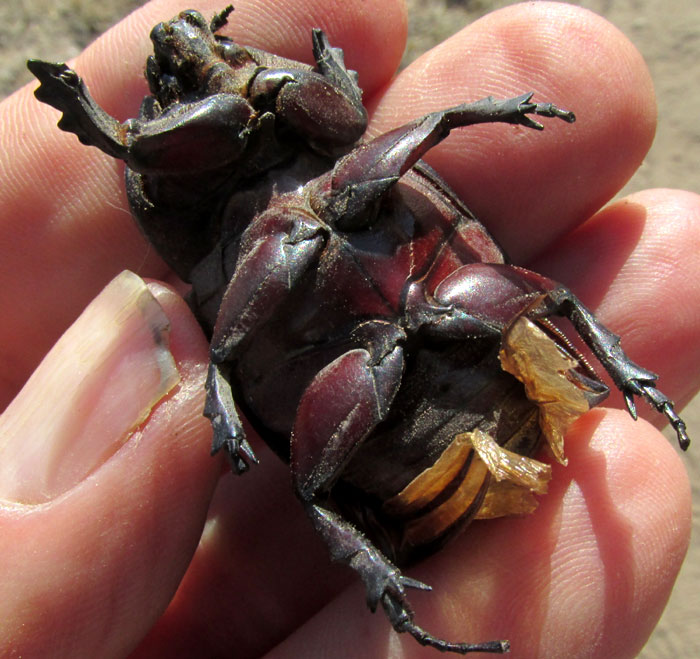 Ox Beetle, STRATEGUS ALOEUS, bottom view