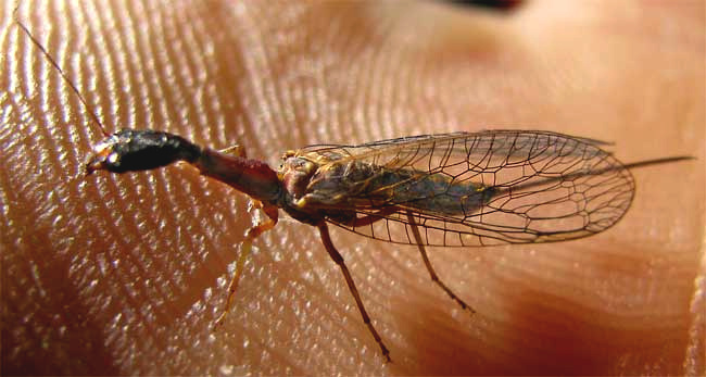 Snakefly, AGULLA BICOLOR, side view with wing venation