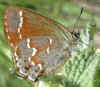 Callophrys gryneus