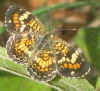 Phyciodes phaon