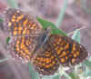 Phyciodes graphica