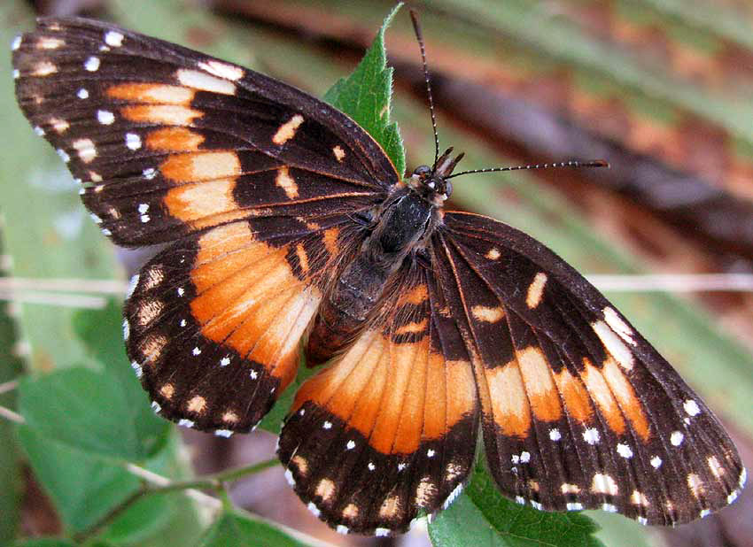 Bordered Patch, CHLOSYNE LACINIA