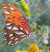 Gulf Fritillary