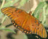 Gulf Fritillary