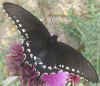 Pipevine Swallowtail