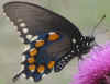 Pipevine Swallowtail