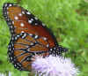 Danaus gilippus