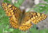 Variegated Fritillary