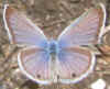 Echinargus isola