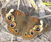 Common Buckeye