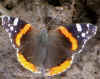 Vanessa atalanta