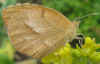 Eurema nicippe