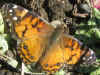 Vanessa virginiensis