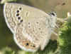 Echinargus isola