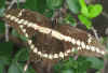 Papilio cresphontes